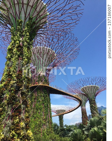 擎天樹象徵新加坡的未來之城 137186007