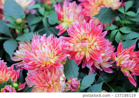 Layered Peach Dahlias Display Soft Pastel Gradient Hues 137186119