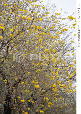 Yellow Blossoms Scatter Across Branches Of Leafless Tree Yellow Blossoms Scatter Across Branches Of Leafless Tree 137186129