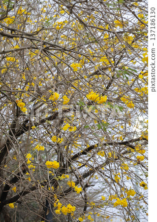 Yellow Blossoms Scatter Across Branches Of Leafless Tree Yellow Blossoms Scatter Across Branches Of Leafless Tree 137186130