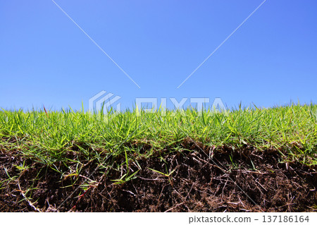 Lawn_low angle 137186164