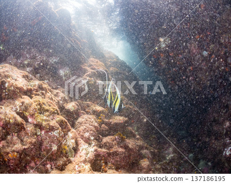 莫爾氏神仙魚群、藍雀鯛、蝴蝶魚等。靜岡縣伊豆半島南伊豆町中木町平枝濱海灘 - 2025 莫爾氏神仙魚群、藍雀鯛、蝴蝶魚等。靜岡縣伊豆半島南伊豆町中木町平枝濱海灘 - 2025 137186195