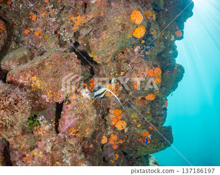 莫爾氏神仙魚群、藍雀鯛、蝴蝶魚等。靜岡縣伊豆半島南伊豆町中木町平枝濱海灘 - 2025 莫爾氏神仙魚群、藍雀鯛、蝴蝶魚等。靜岡縣伊豆半島南伊豆町中木町平枝濱海灘 - 2025 137186197