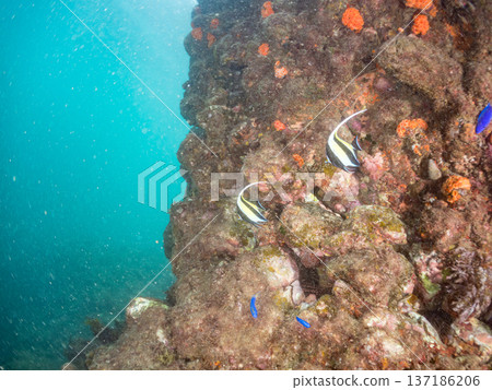 莫爾氏神仙魚群、藍雀鯛、蝴蝶魚等。靜岡縣伊豆半島南伊豆町中木町平枝濱海灘 - 2025 137186206