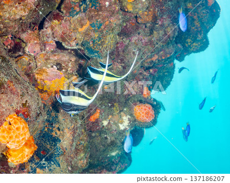 莫爾氏神仙魚群、藍雀鯛、蝴蝶魚等。靜岡縣伊豆半島南伊豆町中木町平枝濱海灘 - 2025 137186207