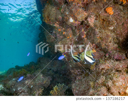 School of Moorish idols, blue damselfish, butterflyfish, and others. Hirizohama Beach, Nakagi, Minamiizu Town, Izu Peninsula, Shizuoka Prefecture - 2025 137186217