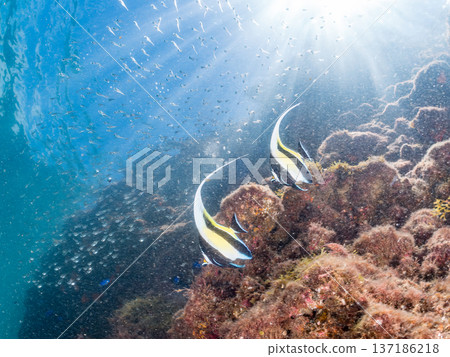 School of Moorish idols, blue damselfish, butterflyfish, and others. Hirizohama Beach, Nakagi, Minamiizu Town, Izu Peninsula, Shizuoka Prefecture - 2025 School of Moorish idols, blue damselfish, butterflyfish, and others. Hirizohama Beach, Nakagi, Minamiizu Town, Izu Peninsula, Shizuoka Prefecture - 2025 137186218