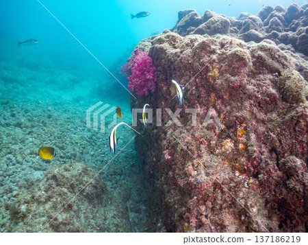 School of Moorish idols, blue damselfish, butterflyfish, and others. Hirizohama Beach, Nakagi, Minamiizu Town, Izu Peninsula, Shizuoka Prefecture - 2025 School of Moorish idols, blue damselfish, butterflyfish, and others. Hirizohama Beach, Nakagi, Minamiizu Town, Izu Peninsula, Shizuoka Prefecture - 2025 137186219