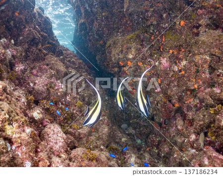 School of Moorish idols, blue damselfish, butterflyfish, and others. Hirizohama Beach, Nakagi, Minamiizu Town, Izu Peninsula, Shizuoka Prefecture - 2025 School of Moorish idols, blue damselfish, butterflyfish, and others. Hirizohama Beach, Nakagi, Minamiizu Town, Izu Peninsula, Shizuoka Prefecture - 2025 137186234
