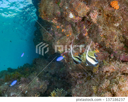 School of Moorish idols, blue damselfish, butterflyfish, and others. Hirizohama Beach, Nakagi, Minamiizu Town, Izu Peninsula, Shizuoka Prefecture - 2025 School of Moorish idols, blue damselfish, butterflyfish, and others. Hirizohama Beach, Nakagi, Minamiizu Town, Izu Peninsula, Shizuoka Prefecture - 2025 137186237