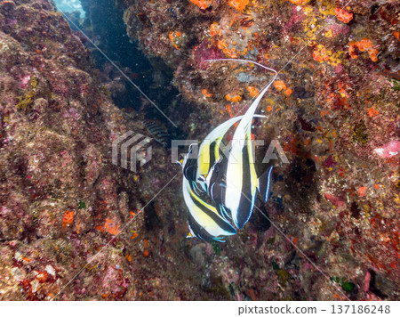 莫爾氏神仙魚群、藍雀鯛、蝴蝶魚等。靜岡縣伊豆半島南伊豆町中木町平枝濱海灘 - 2025 137186248