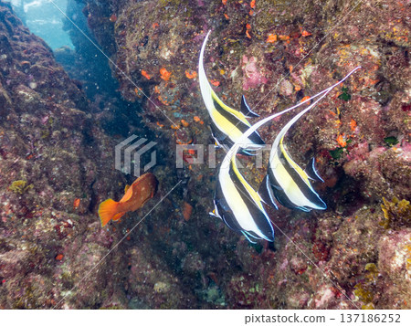 School of Moorish idols, blue damselfish, butterflyfish, and others. Hirizohama Beach, Nakagi, Minamiizu Town, Izu Peninsula, Shizuoka Prefecture - 2025 School of Moorish idols, blue damselfish, butterflyfish, and others. Hirizohama Beach, Nakagi, Minamiizu Town, Izu Peninsula, Shizuoka Prefecture - 2025 137186252