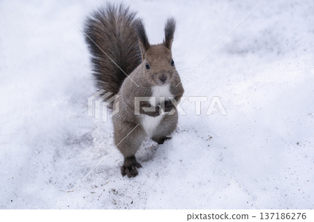 Ezolith在冬天森林裡 Ezolith在冬天森林裡 137186276