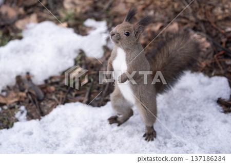 Ezolith in winter forest Ezolith in winter forest 137186284