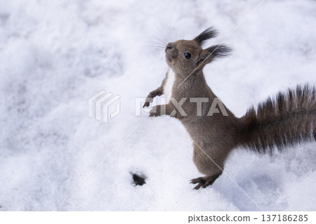 Ezolith in winter forest 137186285