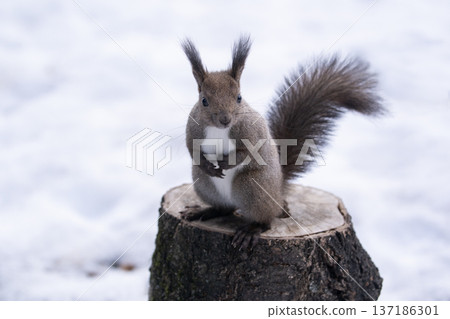 Ezolith在冬天森林裡 137186301