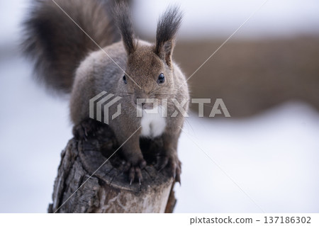 Ezolith在冬天森林裡 137186302