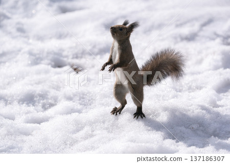 Ezolith在冬天森林裡 137186307