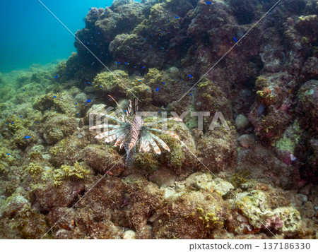 一群紅獅子魚、藍雀鯛和其他魚類。日本靜岡縣伊豆半島南伊豆町中木町堀浜 - 2025 日本領先的 137186330