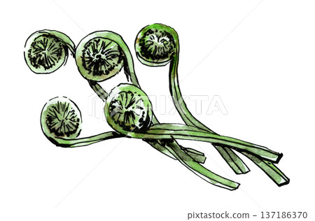 野生蔬菜蝦虎魚 野生蔬菜蝦虎魚 137186370