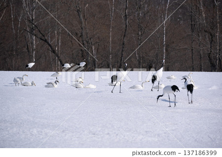 雪場裡的丹頂鶴 雪場裡的丹頂鶴 137186399