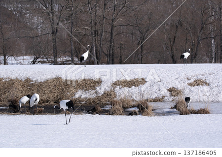Red-crowned crane in the snow field 137186405