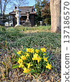 Yellow daffodils blooming in the temple grounds - a spring scene 137186570
