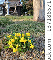Yellow daffodils blooming in the temple grounds - a spring scene 137186571