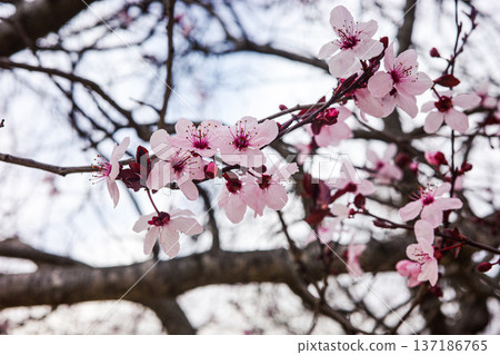 Pink spring blossom on tree branch with soft background bokeh Pink spring blossom on tree branch with soft background bokeh 137186765