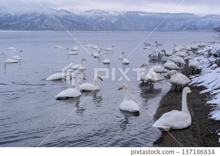 Winter in Lake Kussharo 137186838