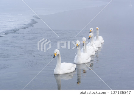 Winter in Lake Kussharo 137186847