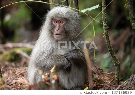 可愛的黑道猴子 137186929