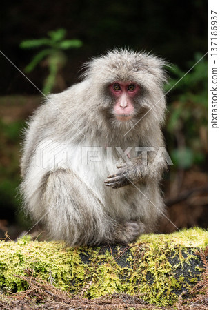 Cute Yakuza monkey Cute Yakuza monkey 137186937