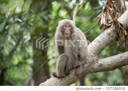 Cute Yakuza monkey Cute Yakuza monkey 137186938
