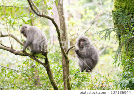 Cute Yakuza monkey 137186944