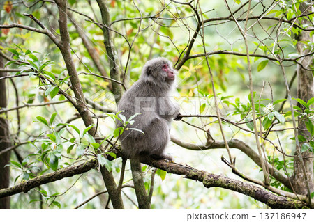 Cute Yakuza monkey 137186947