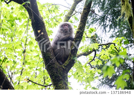 Cute Yakuza monkey 137186948