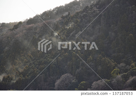 雪松花粉從山坡上飄來 137187053