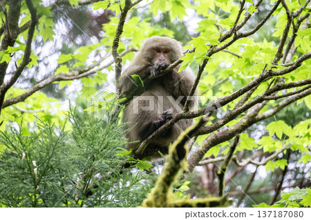 Cute Yakuza monkey 137187080
