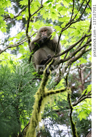 Cute Yakuza monkey 137187081