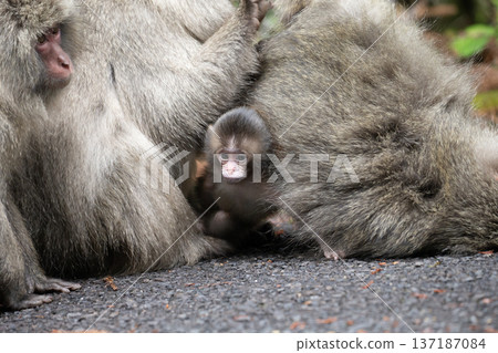 可愛的黑道猴子 137187084
