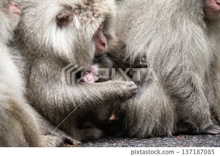 Cute Yakuza monkey 137187085