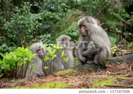 Cute Yakuza monkey 137187086