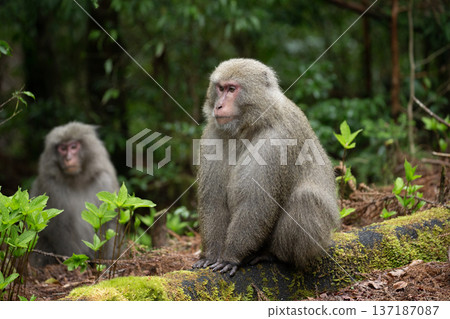 可愛的黑道猴子 137187087