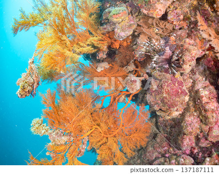 一群紅獅子魚和其他魚類在陡峭的海坡上游弋。一片落葉松林。靜岡縣伊豆半島南伊豆町中木,Hirizo海灘 - 2025 一群紅獅子魚和其他魚類在陡峭的海坡上游弋。一片落葉松林。靜岡縣伊豆半島南伊豆町中木,Hirizo海灘 - 2025 137187111