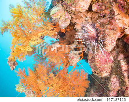A school of red lionfish and other fish at a drop-off. A colony of sea larch trees. Nakagi, Minamiizu Town, Hirizo Beach, Izu Peninsula, Shizuoka Prefecture - 2025 137187113
