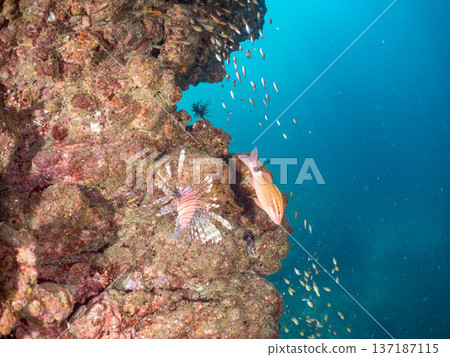 A school of red lionfish and other fish at a drop-off. A colony of sea larch trees. Nakagi, Minamiizu Town, Hirizo Beach, Izu Peninsula, Shizuoka Prefecture - 2025 A school of red lionfish and other fish at a drop-off. A colony of sea larch trees. Nakagi, Minamiizu Town, Hirizo Beach, Izu Peninsula, Shizuoka Prefecture - 2025 137187115