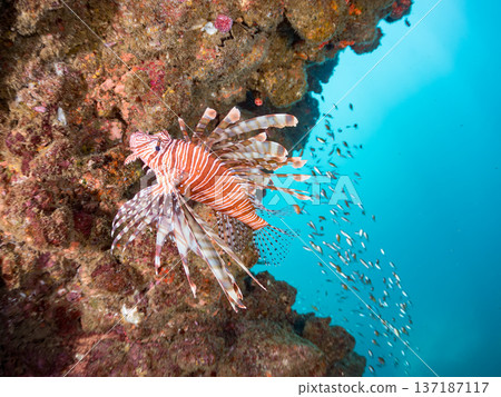 一群紅獅子魚和其他魚類在陡峭的海坡上游弋。一片落葉松林。靜岡縣伊豆半島南伊豆町中木,Hirizo海灘 - 2025 一群紅獅子魚和其他魚類在陡峭的海坡上游弋。一片落葉松林。靜岡縣伊豆半島南伊豆町中木,Hirizo海灘 - 2025 137187117