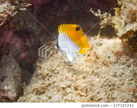 Juvenile threadfin butterflyfish. Hirizohama Beach, Nakagi, Minamiizu Town, Izu Peninsula, Shizuoka Prefecture - 2025 One of Japan's leading snorkeling spots 137187242