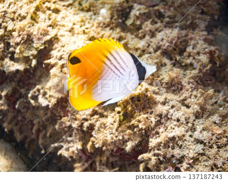 Juvenile threadfin butterflyfish. Hirizohama Beach, Nakagi, Minamiizu Town, Izu Peninsula, Shizuoka Prefecture - 2025 One of Japan's leading snorkeling spots Juvenile threadfin butterflyfish. Hirizohama Beach, Nakagi, Minamiizu Town, Izu Peninsula, Shizuoka Prefecture - 2025 One of Japan's leading snorkeling spots 137187243